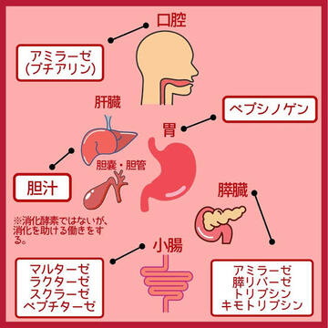 唾液の驚くべき効果シリーズ3